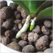 Laterlite Agri  - Argile expansée 