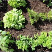 Sopranature® Cultiva