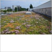 TAPIS DE SEDUM ECOVEGETAL